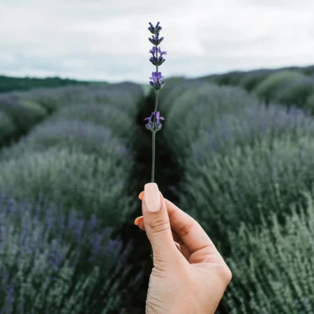 À la recherche des grands crus channel thumbnail